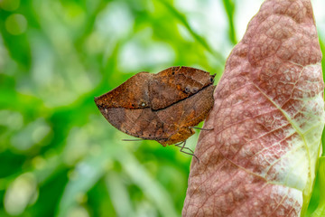 Dead leaf butterfly , Kallima inachus, aka Indian leafwing, standing wings folded on a bamboo branch, dead leaf imitation.