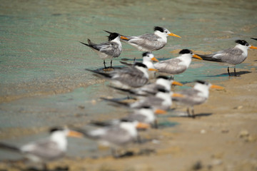 A flock of greater crested tern resting at Busaiteen coast, Bahrain. The photograph has been taken with selective focus.