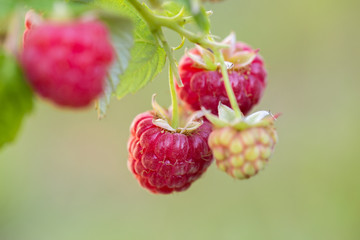 branch of ripe raspberries in a garden