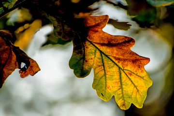 Fototapeta premium Oak leaf in back light