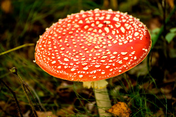 fly agaric, mushroom in a forest