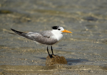 Greater crested tern at Busaiteen coast, Bahrain 