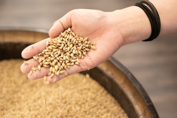 Hand picking up toasted barley malt to make whisky, dark and light beer. Concept of nature and...