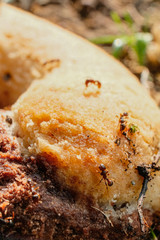 small ant eats a biscuit cookie