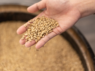 Hand picking up toasted barley malt to make whisky, dark and light beer. Concept of nature and...