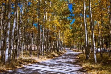 Aspen Lined Road Near Flagstaff, AZ During Fall