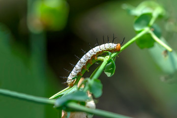 Beautiful   Сaterpillar of butterfly  - Stock Image