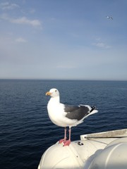 seagull on the beach