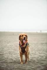 dog on the beach