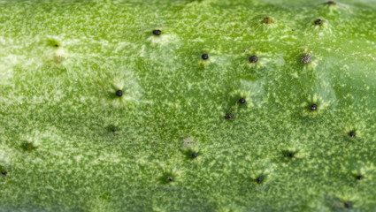 The surface texture of fresh cucumber. Natural texture. Selective focus.