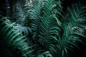 Green emerald moody color nature background trend. Tropical leaves of fern plant