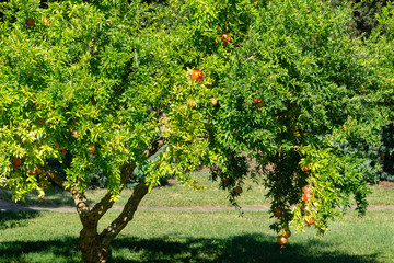 Fototapeta na wymiar Ripe red pomegranates (Punica granatum) on tree in the Crimea garden. Sunny autumn day. Selective focus