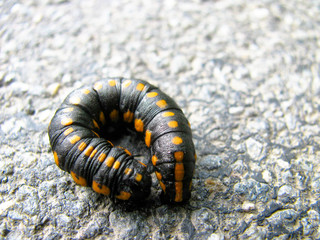 Black-orange caterpillar on the sidewalk