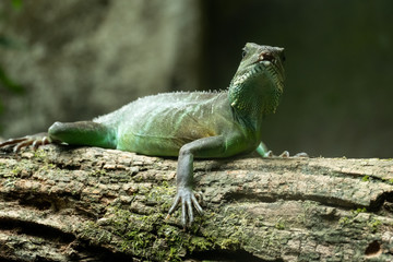 Iguana