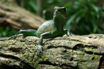 Iguana
