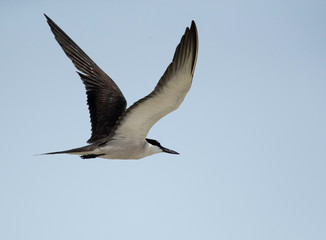Fototapeta na wymiar Bridled tern in flight at Busaiteen coast, Bahrain 
