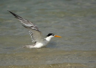 Greater Crested tern bathing, Bahrain
