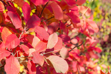red autumn leaves on branches, background