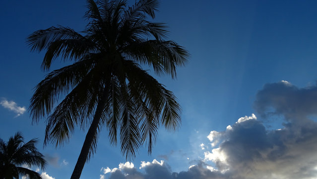 palmera a contraluz con cielo azul