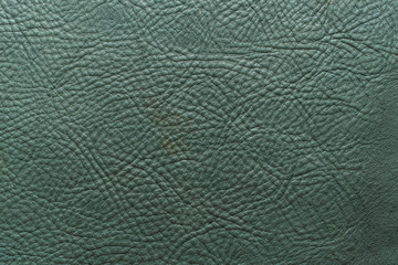 Aqua, green, blue color grainy, heavy grain calf cow leather texture and background.