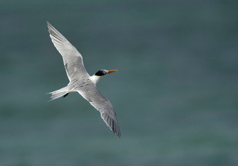 Greater Crested tern flying at Busaiteen coast, Bahrain