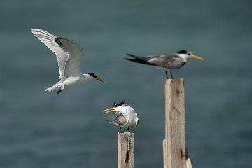 Greater Crested tern perched on wooden log, Bahrain 