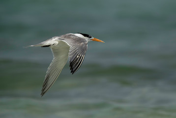 Greater Crested tern flying at Busaiteen coast, Bahrain