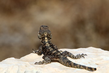 lizard sitting on a stone on the shores of the Mediterranean Sea in northern Israel and basking in the sun