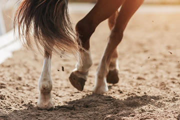 The hooves of a sorrel horse with a fluttering bushy tail, trotting across a sandy field, raising...