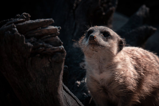 suricata