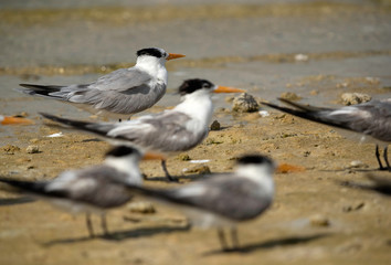 Greater Crested terns resting at Busaiteen coast of Bahrain 