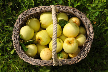 Green Apples in a basket closeup