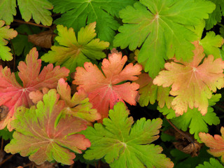 Colourful autumn leaves on a geranium plant in a garden