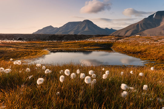 Wallpaper norway landscape nature of the mountains of Spitsbergen Longyearbyen Svalbard   on a flowers polar day with arctic summer in the sunset 