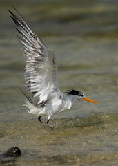 Greater Crested tern bathing at Busaiteen coast of Bahrain 