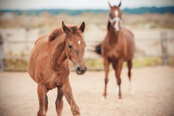 Obraz premium A curious awkward colt looks interested as he walks with his mother, who is standing behind, around the paddock on the farm.