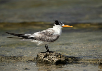 Greater Crested tern perched on a rock at Busaiteen coast, Bahrain