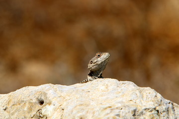 lizard sitting on a stone on the shores of the Mediterranean Sea in northern Israel and basking in the sun