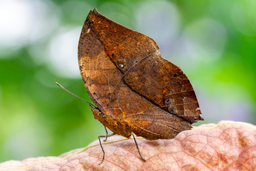 Obraz premium Dead leaf butterfly , Kallima inachus, aka Indian leafwing, standing wings folded on a bamboo branch, dead leaf imitation.
