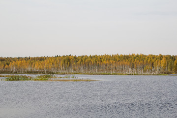 Pond on the background of autumn forest