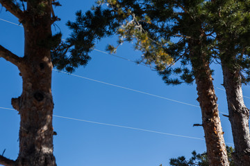 cables de la luz atravesando el cielo con &aacute;rboles a los lados