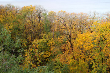 Trees in forest with autumn foliage on lake