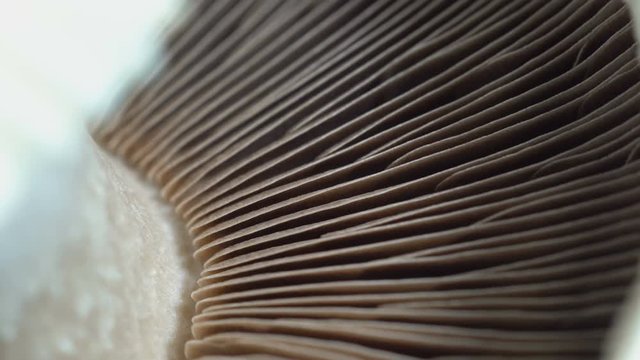 Macro rotate of portobello mushroom or champignon show texture pattern in natural, Extreme Close-up camera