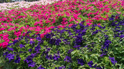 Obraz premium Purple, Fuschia and Pink Flowers