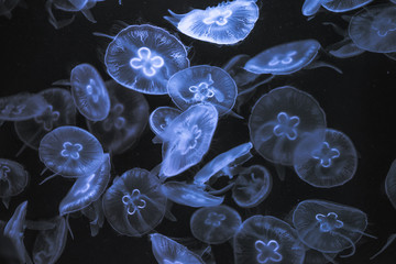Pacific moon jellyfish rendered in blue light in front of a black background.