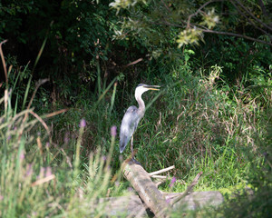 Heron
