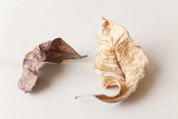 Shrivelled fall leaves abstract in natural light and shallow depth of field as autumn nature still life