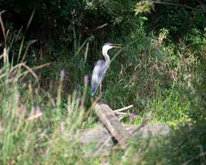 Heron