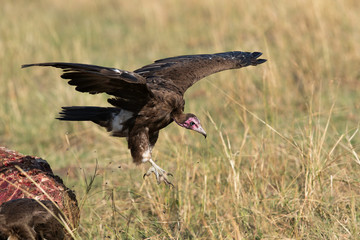 A hooded vulture landing near a carcass, Masai Mara, Kenya