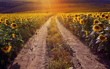 Road running through yellow sunflowers with fall colors and hazy early morning light. Summer landscape with a field of sunflowers, a dirt road.